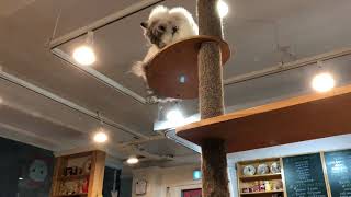 Seoul Tour Oct 2018 🇰🇷 Cats Café 181028 🐈