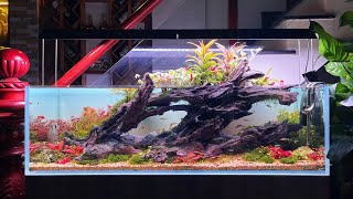 [Trailer] HỒ THỦY SINH BÁN CẠN 120cm - SỰ SỐNG HỒI SINH - AQUA TERRARIUM SETUP