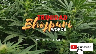 (TRINIDAD BHOJPURI) WORDS WEEK 48 to 50