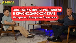 Закладка виноградников в Краснодарском крае: Интервью с Валерием Логиновым