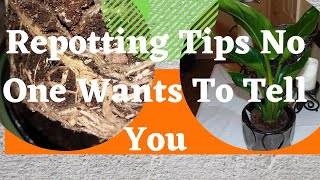 Repotting a Bird of Paradise Plant | Easy Repotting Tips