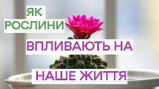 ЯК КІМНАТНІ РОСЛИНИ ВПЛИВАЮТЬ НА НАШЕ ЖИТТЯ?