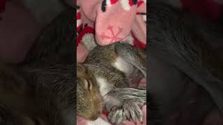 Leo the Rescued Baby Squirrel Prepares to Sleep