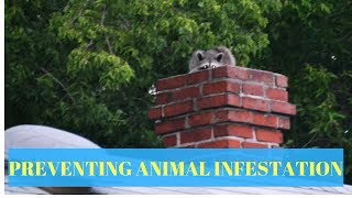 How To Prevent Animal Infestation In Winter