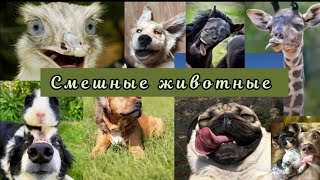 Смешные животные