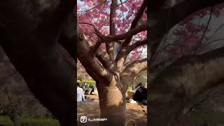 Cherry blossom season in Japan