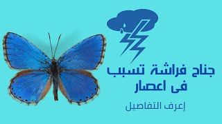 نظرية تاثير الفراشة/نظرية الفوضى