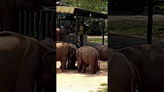 ඇත් අතුරු සෙවන උඩවලව elephant transit home udawalawa