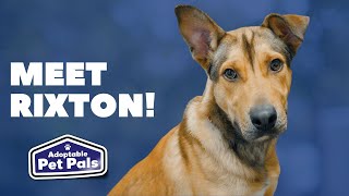 Adoptable Pet Pals: Meet Rixton!