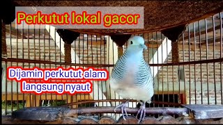 Perkutut lokal gacor 100%