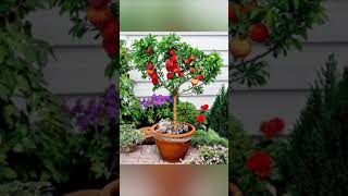 Vegetables plants ideas | Different types veges #shorts #ytshortsvideos