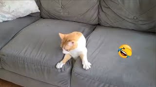 Funny Animal Videos 2024 Best Dogs And Cats Videos 😺😍 Box Studios