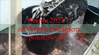 Wieprz 2021 r.  zarybienie pstrągiem potokowym.