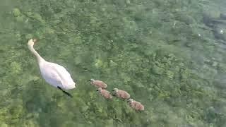 Cute baby Swans!!