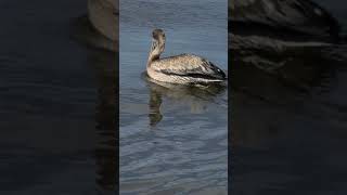 This one was great. start with kites, and ends with a Loon.