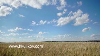 Summer landscape, the field of ripe wheat and the sky with white clouds in summer sunny day