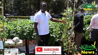 kitchen Garden. || Climbing Beans || part 1