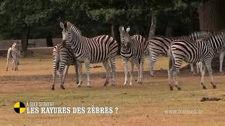 A quoi servent les rayures de zèbres ? - On n'est pas que des cobayes ! #cobayesf5