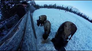 360 Degree Video from a Buffalo herd in Golden Canada