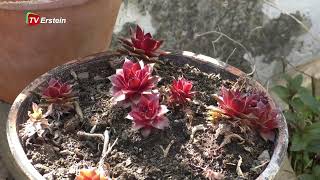 Fleurir son balcon autrement