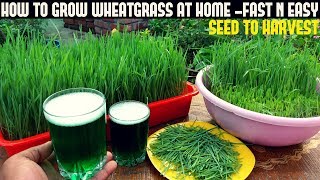 How To Grow Wheatgrass At Home | Full Information With Updates