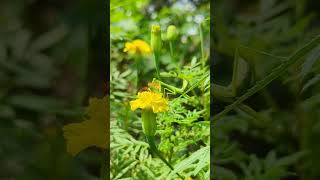 කොල පාටට හැංගිලා සත්තු කන වන්දා 😱🍃 #srilanka #lk #nature #green #wanda