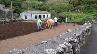 Ploughing in Flores