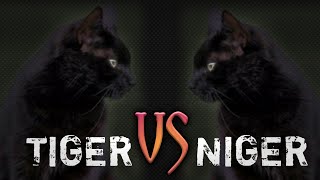 BATTLE / TIGER VS NIGER (тигер vs нигер)