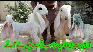 Today buy a baby kajla sheep with very cheap price/ Buy beautiful animals