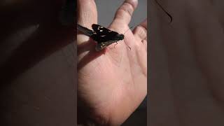 borboleta com calda