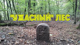 "Ужасный" лес, или В поисках кабанов.