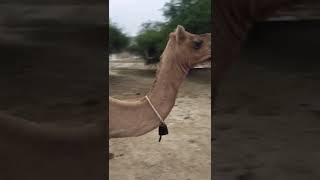 Bell wali camel