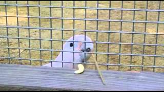 Cockatoo 'can make its own tools'