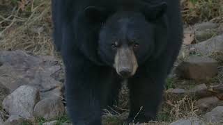 Akasha Jensen's Black Bear Mauling