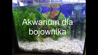 Zakładam akwarium dla bojownika