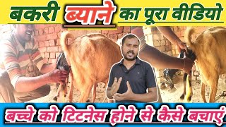 Bakri Ki Delivery Kaise Karaye |Bakri Byate Samay Dhyan Rakhne Wali Bate |Vimalumrao