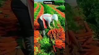 Carrot  Harvesting 🥕 in Japan Farms 🌱 Yammy 😋