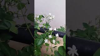 Jasmine blooms 🤍🤍 #pottedplants #terracegarden #flower