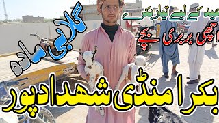 Bakra mandi shahdadpur || Bakra eid 2024 || Mix Breedes || Latest Updates || fed 19/02/2024