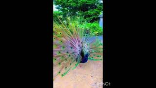 peacock dance #viralvideo#youtubeshorts#beautiful   #trendingshorts #youtube#peacock