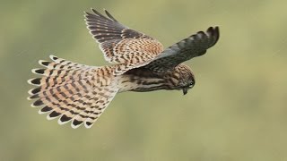 Kestrel Hunting on Lyth Hill – (Short Clip)