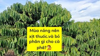 Thời điểm bỏ phân chuồng lí tưởng.và cách chăm bón cho cà phê mùa nắng 💁mọi Thắc Mắc ☎️lh 0973251421