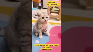 مرکز خرید گربه ،فروش گربه، جهت اطلاع از قیمت گربه تماس بگیرید یا داخل کانال تلگرام ما بشید#خرید_گربه