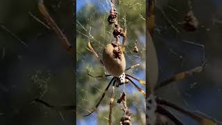 Orb Spider - Hunter Botanic Gardens #spiderman #newcastle #garden #australia #scary