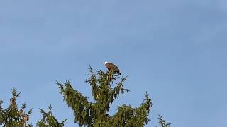 Eagle has landed! Lime Lake, NY