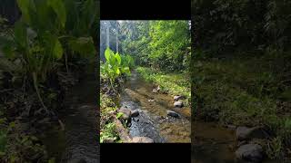 Sa bukid #bukidlife #bukid #bukidislife #trending #trendingshorts #trend #viralvideo #viral