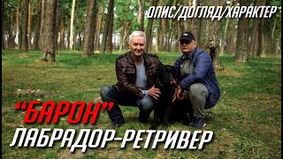 Лабрадор-ретривер "Барон"!! Чудовий мисливець та вірний друг колективу "Чоловічий стандарт"