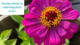 Drying zinnias & collecting their seeds!