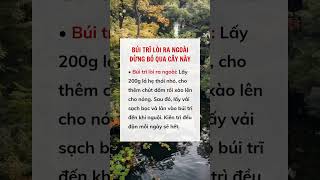 Búi trĩ lòi ra ngoài đừng bỏ qua cây này #suckhoe #doisong #baihoccuocsong #xuhuong #reels