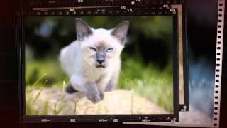 MEKONG BOBTAIL cats & kittens (Thai bobtail). Меконгский бобтейл кошки